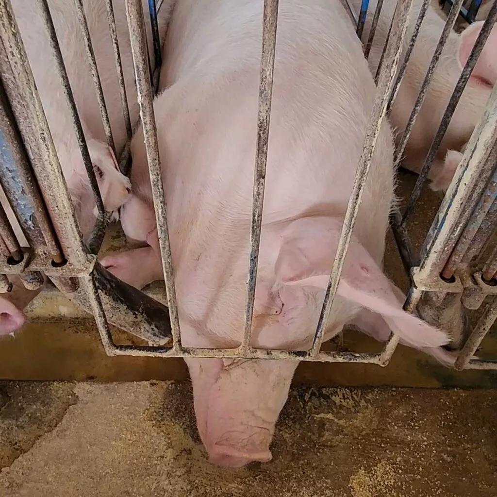 US pig investigation